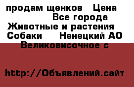 продам щенков › Цена ­ 15 000 - Все города Животные и растения » Собаки   . Ненецкий АО,Великовисочное с.